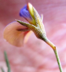 Lotononis filiformis