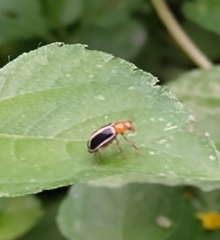 Cyclotrypema furcata
