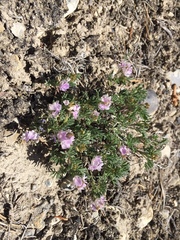 Astragalus vexilliflexus