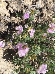 Astragalus vexilliflexus