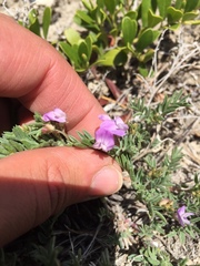 Astragalus vexilliflexus
