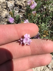 Astragalus vexilliflexus