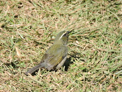 Saltator maxillosus