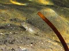 Favonigobius lateralis