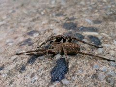 Phoneutria eickstedtae