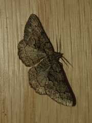 Peribatodes ilicaria