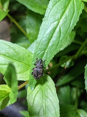 Otiorhynchus sulcatus