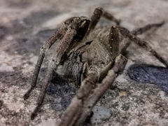 Phoneutria eickstedtae