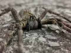 Phoneutria eickstedtae