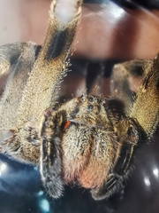 Phoneutria eickstedtae