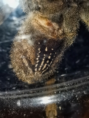 Phoneutria eickstedtae