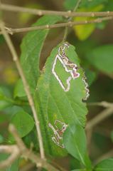 Stigmella aurella