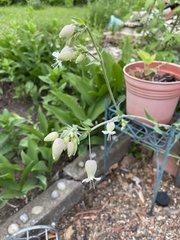 Silene vulgaris