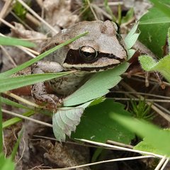 Lithobates sylvaticus image