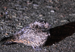 Phalaenoptilus nuttallii nuttallii