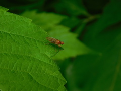Norellisoma spinimanum