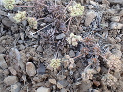 Eriogonum villiflorum