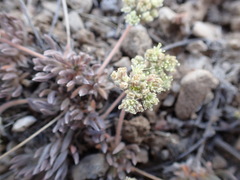 Eriogonum villiflorum