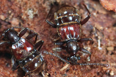 Tmesiphorus costalis