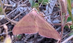 Rhodostrophia pudorata