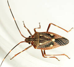 Poecilometis alienus