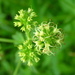 Maryland Sanicle - Photo (c) Superior National Forest, some rights reserved (CC BY)