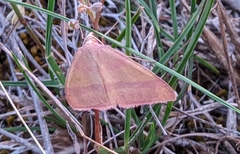 Rhodostrophia pudorata