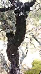 Hormiscium ericae