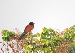 Centropus sinensis intermedius