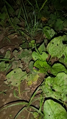 Nipponoluciola cruciata