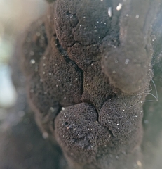 Hormiscium ericae