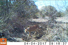 Caracal caracal