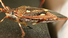 Poecilometis alienus