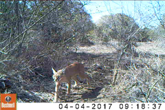 Caracal caracal