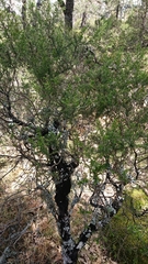 Hormiscium ericae