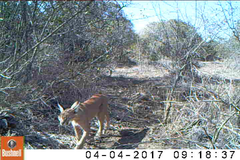 Caracal caracal