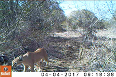 Caracal caracal