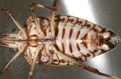 Poecilometis alienus