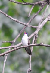 Leucolia violiceps ellioti