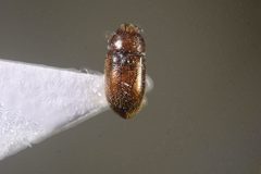 Ennearthron cornutum