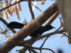 Eudynamys scolopaceus malayanus