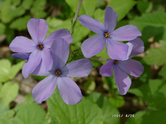 Phlox carolina