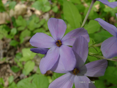 Phlox carolina