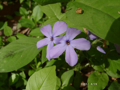 Phlox carolina
