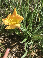 Oenothera howardii