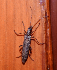 Oedemera marmorata