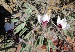 Pelargonium tricolor