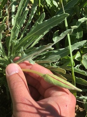 Oenothera howardii