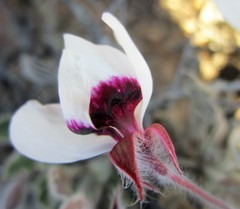 Pelargonium tricolor