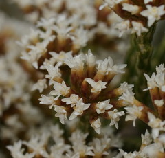 Ozothamnus cupressoides